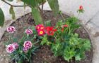 IMG-20170321-WA0014